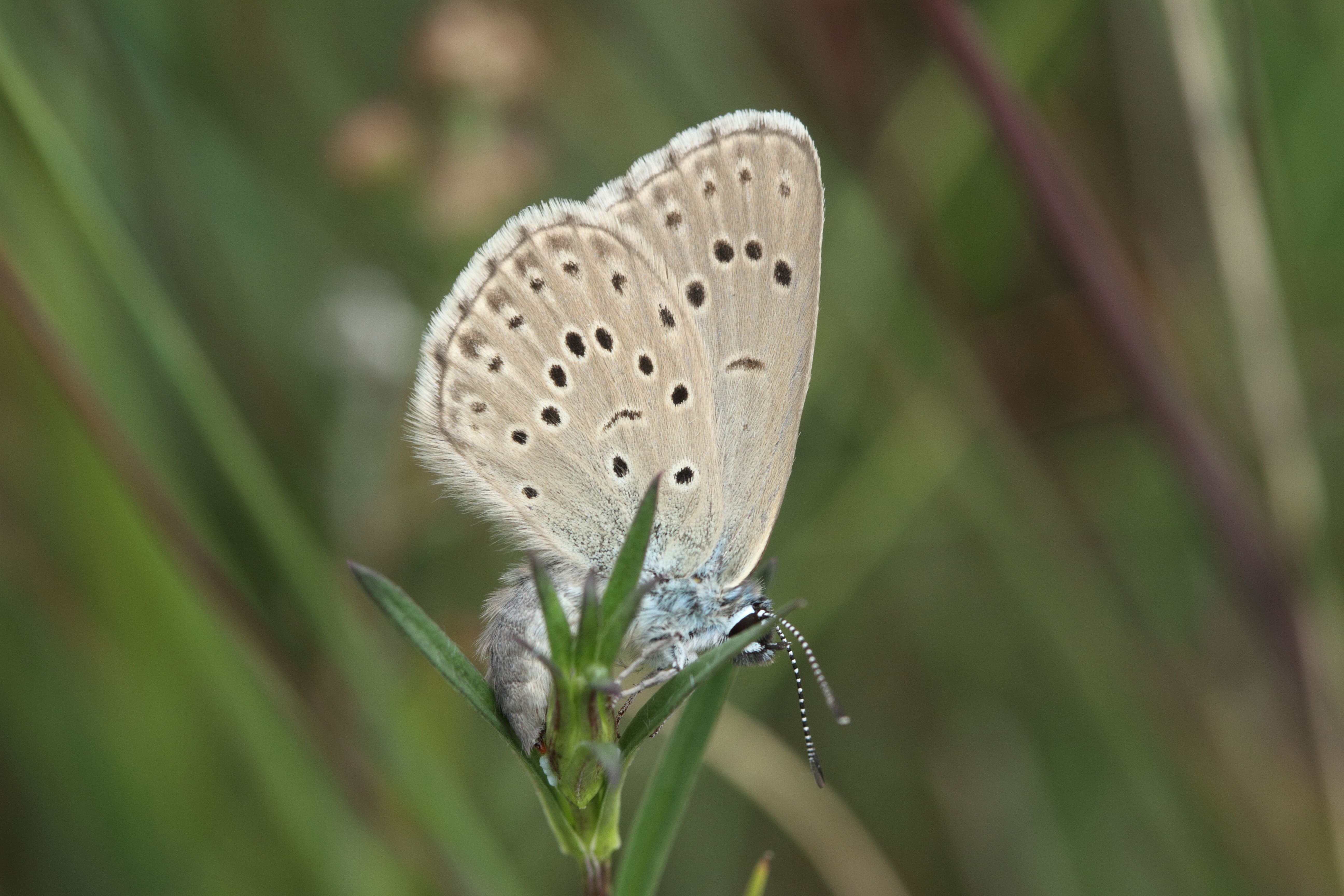 Bert van Rijsewijk, vrouwtje, Kampina, 13 juli 2014